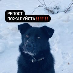 Подробнее об объявлении «Барыбино Найдена собака кобель» Фото: найдена собака  «Барыбино Найдена собака кобель» в г. Барыбино