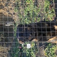 Подробнее об объявлении «Найдена собака Крымск» Фото: найдена собака  «Найдена собака Крымск» в г. Крымск