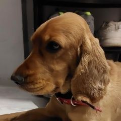 Подробнее об объявлении «Батуми Найдена собака кобель» Фото: найдена собака  «Батуми Найдена собака кобель» в г. Батуми