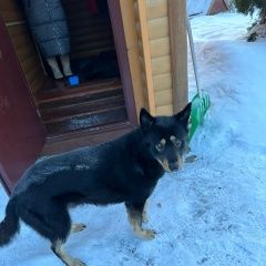 Подробнее об объявлении «Нарофоминск Найдена собака кобель молодой кобель (метис овчарки? )» Фото: найдена собака  «Нарофоминск Найдена собака кобель молодой...» в г. Нарофоминск