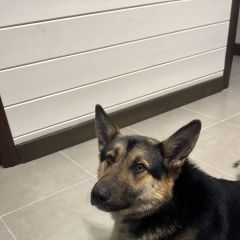 Подробнее об объявлении «Городец Найдена собака кобель овчарка- кобель» Фото: найдена собака  «Городец Найдена собака кобель овчарка- кобель» в г. Городец