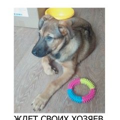 Подробнее об объявлении «Найдена собака кобель щенок 4 января Владивосток» Фото: найдена собака  «Найдена собака кобель щенок 4 января Владивосток» в г. Владивосток