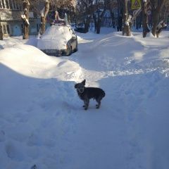 Подробнее об объявлении «Найдена собака Челябинск» Фото: найдена собака  «Найдена собака Челябинск» в г. Челябинск