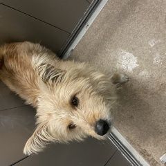 Подробнее об объявлении «Ульяновск Найдена собака» Фото: найдена собака  «Ульяновск Найдена собака» в г. Ульяновск