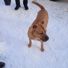 Подробнее об объявлении «Ульяновск Найдена собака» Фото: найдена собака  «Ульяновск Найдена собака» в г. Ульяновск