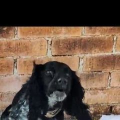 Подробнее об объявлении «Найдена собака окрас черно-серый, есть ошейник Владивосток» Фото: найдена собака Русский охотничий спаниель «Найдена собака окрас черно-серый, есть ошейник...» в г. Владивосток