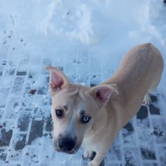 Подробнее об объявлении «Найдена собака. Чехов» Фото: найдена собака  «Найдена собака. Чехов» в г. Чехов