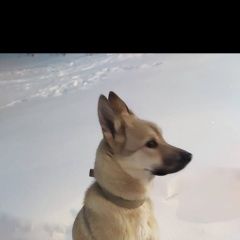 Подробнее об объявлении «Найдена собака лайка сука Сургут» Фото: найдена собака Русско-европейская лайка «Найдена собака лайка сука Сургут» в г. Сургут