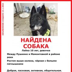 Подробнее об объявлении «Найдена собака Пушкино» Фото: найдена собака  «Найдена собака Пушкино» в г. Пушкино