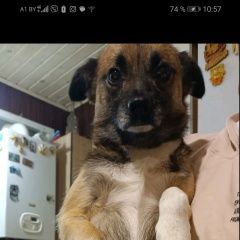 Картинка найдена собака В городе Могилев обнаружен кобелёк. Могилев