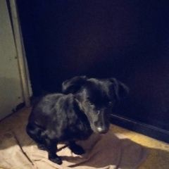 Подробнее об объявлении «Прокопьевск Найдена собака кобель прибился на разрезе» Фото: найдена собака  «Прокопьевск Найдена собака кобель прибился на...» в г. Прокопьевск
