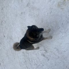 Подробнее об объявлении «Найдена собака кобель хаска мальчик Раменское» Фото: найдена собака  «Найдена собака кобель хаска мальчик Раменское» в г. Раменское