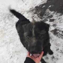 Подробнее об объявлении «Гатчина Найдена собака кобель» Фото: найдена собака  «Гатчина Найдена собака кобель» в г. Гатчина