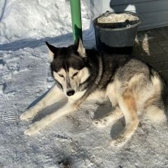 Подробнее об объявлении «Найдена собака хаски Тамбов» Фото: найдена собака Сибирская хаски «Найдена собака хаски Тамбов» в г. Тамбов