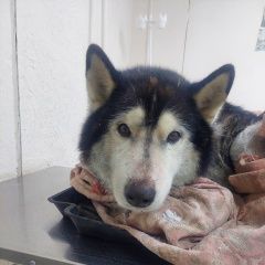 Подробнее об объявлении «Златоуст Найдена собака маламут, ищем хозяев» Фото: найдена собака Аляскинский маламут «Златоуст Найдена собака маламут, ищем хозяев» в г. Златоуст