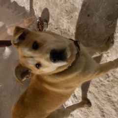 Подробнее об объявлении «Найдена собака Вороново» Фото: найдена собака  «Найдена собака Вороново» в г. Вороново