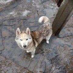 Подробнее об объявлении «Ахтубинск Найдена собака кобель» Фото: найдена собака  «Ахтубинск Найдена собака кобель» в г. Ахтубинск