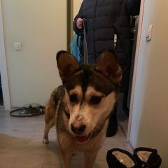 Картинка найдена собака В городе Москва обнаружилась собачёнка. Москва