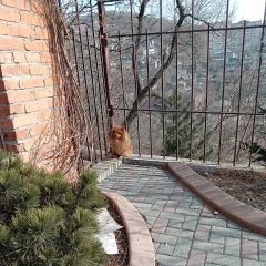 Подробнее об объявлении «Найдена собака Владивосток» Фото: найдена собака  «Найдена собака Владивосток» в г. Владивосток