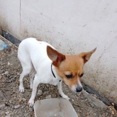 Картинка найдена собака В городе Славянск-на-Кубани обнаружилась собаченка. Славянск-на-Кубани