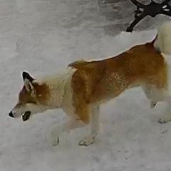 Подробнее об объявлении «Найдена собака Звенигород» Фото: найдена собака Лабрадор ретривер «Найдена собака Звенигород» в г. Звенигород