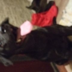 Подробнее об объявлении «Найдена собака Мытищи» Фото: найдена собака Лабрадор ретривер «Найдена собака Мытищи» в г. Мытищи