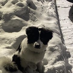 Подробнее об объявлении «Найдена собака Ангарск» Фото: найдена собака  «Найдена собака Ангарск» в г. Ангарск