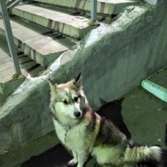 Подробнее об объявлении «Найдена собака Красноярск» Фото: найдена собака  «Найдена собака Красноярск» в г. Красноярск