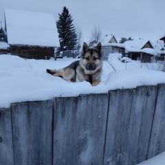 Подробнее об объявлении «Найдена собака кобель Сургут» Фото: найдена собака  «Найдена собака кобель Сургут» в г. Сургут