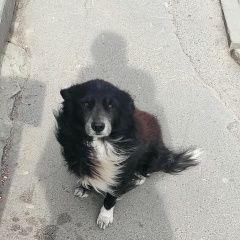 Подробнее об объявлении «Найдена собака Таганрог» Фото: найдена собака  «Найдена собака Таганрог» в г. Таганрог