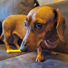 Подробнее об объявлении «Гатчина Найдена собака» Фото: найдена собака Такса «Гатчина Найдена собака» в г. Гатчина