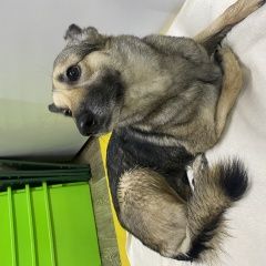 Подробнее об объявлении «Найдена собака Фрязино» Фото: найдена собака  «Найдена собака Фрязино» в г. Фрязино