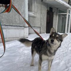 Подробнее об объявлении «Найдена собака кобель Сургут» Фото: найдена собака Аляскинский маламут «Найдена собака кобель Сургут» в г. Сургут