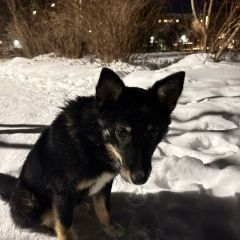 Подробнее об объявлении «Иваново Найдена собака щенок девочка» Фото: найдена собака  «Иваново Найдена собака щенок девочка» в г. Иваново