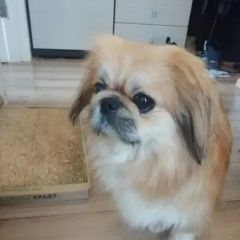 Подробнее об объявлении «Найдена собака пекинес Мытищи» Фото: найдена собака Пекинес «Найдена собака пекинес Мытищи» в г. Мытищи