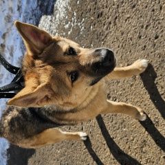 Подробнее об объявлении «Набережные Челны Найдена собака» Фото: найдена собака Немецкая овчарка «Набережные Челны Найдена собака» в г. Набережные Челны