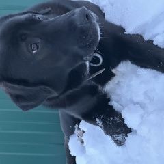 Подробнее об объявлении «Найдена собака кобель бегает по территории снт в ском р-н Чехов» Фото: найдена собака Лабрадор ретривер «Найдена собака кобель бегает по территории снт...» в г. Чехов