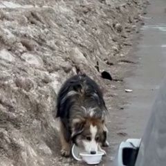 Подробнее об объявлении «Орехово-Зуево Найдена собака мечется на шоссе возле авсюнино» Фото: найдена собака  «Орехово-Зуево Найдена собака мечется на шоссе...» в г. Орехово-Зуево