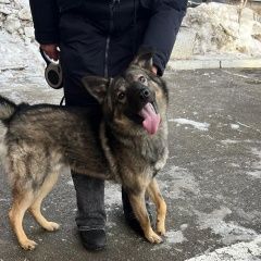 Подробнее об объявлении «Иркутск Найдена собака кобель подросток.» Фото: найдена собака  «Иркутск Найдена собака кобель подросток.» в г. Иркутск