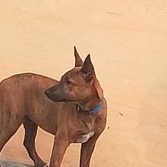 Подробнее об объявлении «Найдена собака девочка на вид щенок Улан-Удэ» Фото: найдена собака  «Найдена собака девочка на вид щенок Улан-Удэ» в г. Улан-Удэ