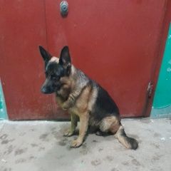 Подробнее об объявлении «Найдена собака кобель немецкой овчарки Подольск» Фото: найдена собака Немецкая овчарка «Найдена собака кобель немецкой овчарки Подольск» в г. Подольск