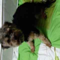 Подробнее об объявлении «Алушта Найдена собака кобель йорк мальчик с. малореченское» Фото: найдена собака Йоркширский терьер «Алушта Найдена собака кобель йорк мальчик с....» в г. Алушта