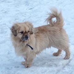 Подробнее об объявлении «Найдена собака кобель Барнаул» Фото: найдена собака Пекинес «Найдена собака кобель Барнаул» в г. Барнаул