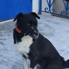 Подробнее об объявлении «Найдена собака кобель. в наморднике и оранжевый ошейник Сургут» Фото: найдена собака  «Найдена собака кобель. в наморднике и оранжевый...» в г. Сургут