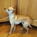 Подробнее об объявлении «Найдена собака кобель русский той-терьер Улан-Удэ» Фото: найдена собака Русский той-терьер «Найдена собака кобель русский той-терьер Улан-Удэ» в г. Улан-Удэ