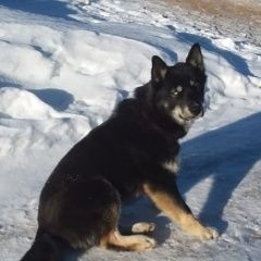 Подробнее об объявлении «Петродворец Найдена собака кобель метис хаски» Фото: найдена собака  «Петродворец Найдена собака кобель метис хаски» в г. Петродворец