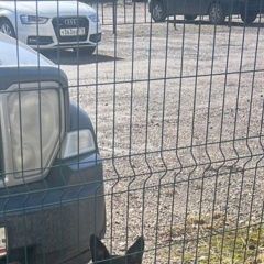 Подробнее об объявлении «Найдена собака с ошейником на шелгунова Санкт-Петербург» Фото: найдена собака  «Найдена собака с ошейником на шелгунова...» в г. Санкт-Петербург