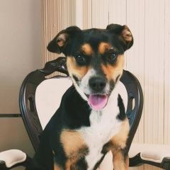 Подробнее об объявлении «Найдена собака Раменское» Фото: найдена собака  «Найдена собака Раменское» в г. Раменское