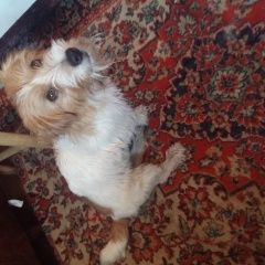 Подробнее об объявлении «Новосибирск Найдена собака кобель» Фото: найдена собака  «Новосибирск Найдена собака кобель» в г. Новосибирск