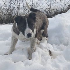 Подробнее об объявлении «Найдена собака щенок девочка коричневый с белым окрас Александров» Фото: найдена собака  «Найдена собака щенок девочка коричневый с белым...» в г. Александров